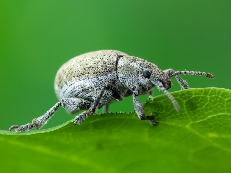 Attactagenus albinus (Boheman, 1833)